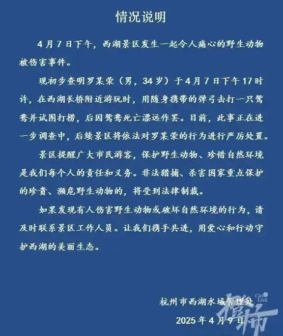 的男子现已被找到并将严厉处置人找到了！用弹弓打死西湖鸳鸯(图3)